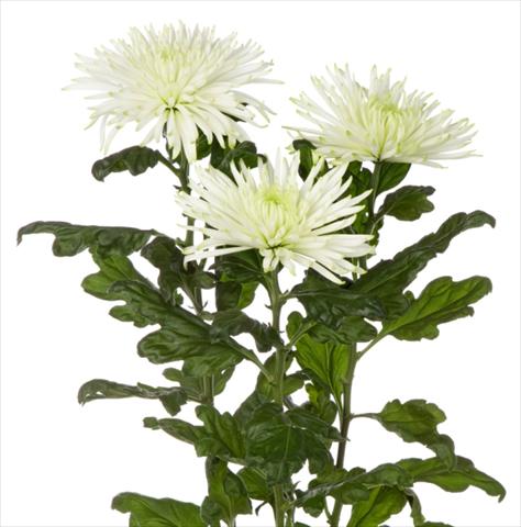 Photos von Blumenvarianten benutzt als: Schnittblume Chrysanthemum Anastasia Star Mint
