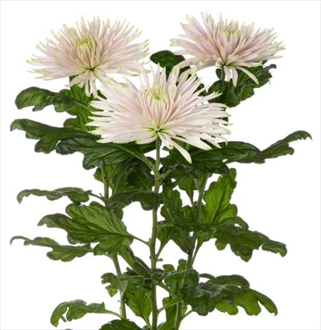 Photos von Blumenvarianten benutzt als: Schnittblume Chrysanthemum Anastasia Star Pink