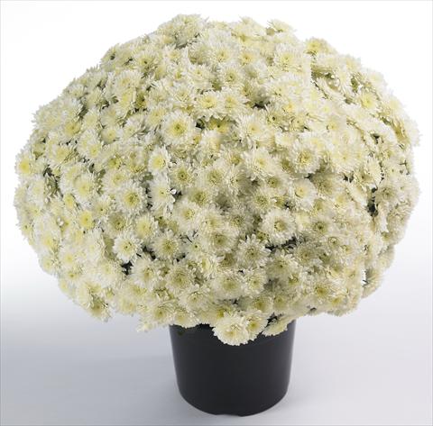 Photos von Blumenvarianten benutzt als: Topf und Beet Chrysanthemum Avalon Cream White