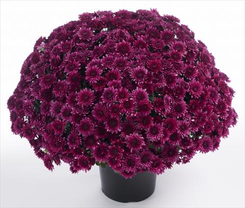 Photos von Blumenvarianten benutzt als: Topf und Beet Chrysanthemum Avalon Purple