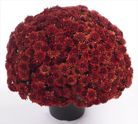 Photos von Blumenvarianten benutzt als: Topf und Beet Chrysanthemum Avalon Red