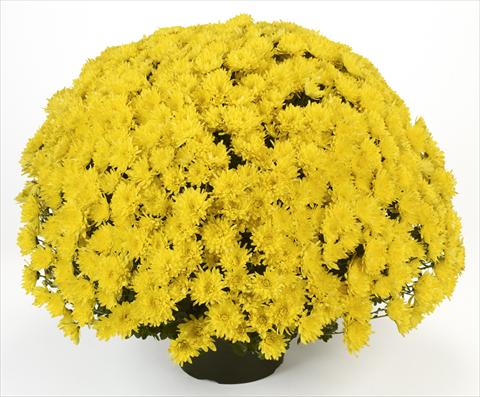 Photos von Blumenvarianten benutzt als: Topf und Beet Chrysanthemum Avalon Yellow