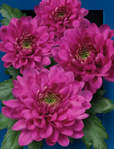 photo of flower to be used as: Cutflower Chrysanthemum Exopolis