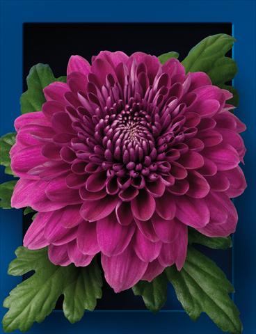 Photos von Blumenvarianten benutzt als: Schnittblume Chrysanthemum Luba