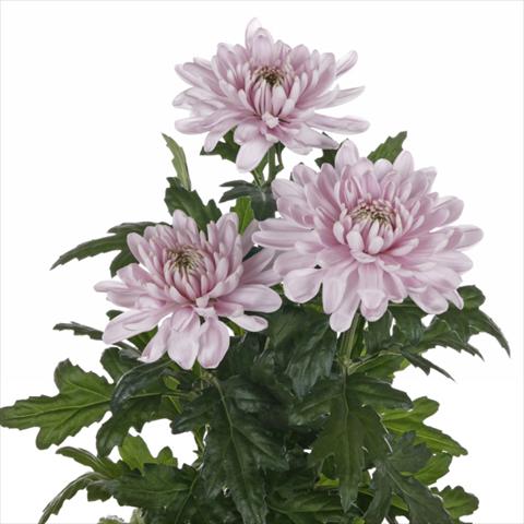 Photos von Blumenvarianten benutzt als: Schnittblume Chrysanthemum Rossano Rosa
