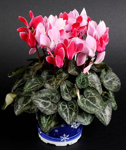 Photos von Blumenvarianten benutzt als: Ampel/Topf Cyclamen persicum Mino Twin Scarlet Bicolor