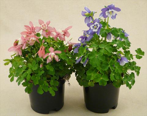 Photos von Blumenvarianten benutzt als: Topf und Beet Aquilegia caerulea Spring Magic Mix