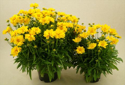 Photos von Blumenvarianten benutzt als: Topf und Beet Coreopsis grandiflora Illico