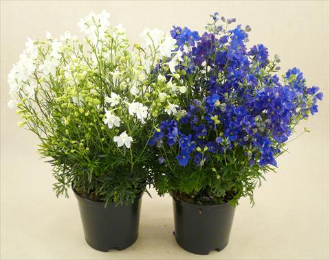 Photos von Blumenvarianten benutzt als: Topf und Beet Delphinium grandiflorum Delfix Mix