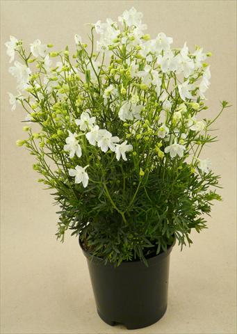 Photos von Blumenvarianten benutzt als: Topf und Beet Delphinium grandiflorum Delfix White