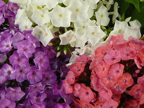 Photos von Blumenvarianten benutzt als: Topf und Beet Phlox Junior Mix
