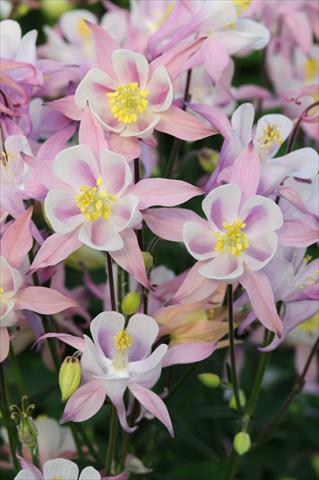 Photos von Blumenvarianten benutzt als: Topf und Beet Aquilegia caerulea Winky Pink