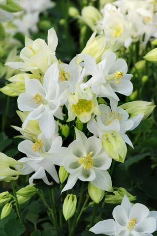 Photos von Blumenvarianten benutzt als: Topf und Beet Aquilegia caerulea Winky White