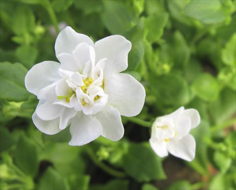 Photos von Blumenvarianten benutzt als: Topf, Terrasse, Ampel. Bacopa (Sutera cordata) Secrets XL Double White