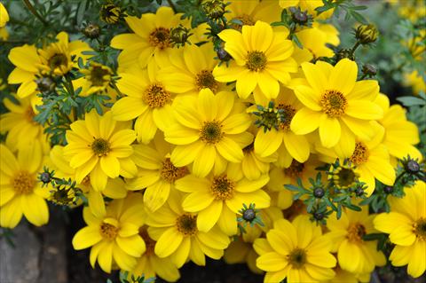 Photos von Blumenvarianten benutzt als: Topf, Beet, Terrasse, Ampel Bidens ferulifolia Bee Yellow Crown