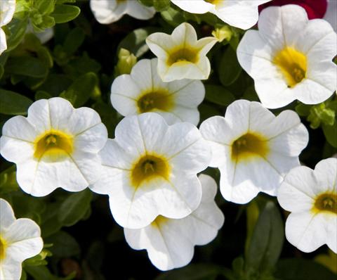 Photos von Blumenvarianten benutzt als: Topf, Beet, Terrasse, Ampel Calibrachoa Celebration Capri White