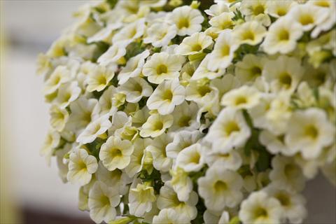 Photos von Blumenvarianten benutzt als: Topf, Beet, Terrasse, Ampel Calibrachoa Celebration Lemon Ice