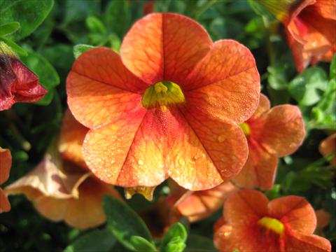 Photos von Blumenvarianten benutzt als: Topf, Beet, Terrasse, Ampel Calibrachoa Celebration Mandarin