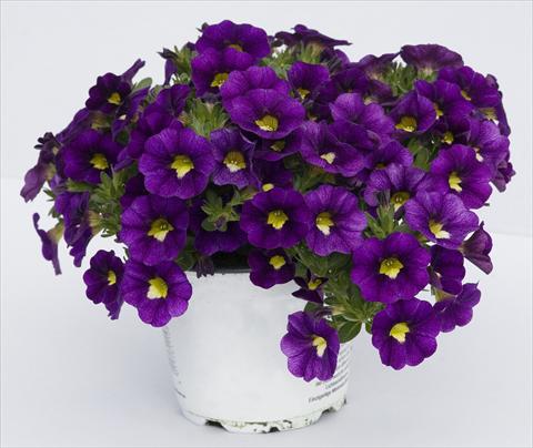 Photos von Blumenvarianten benutzt als: Topf, Beet, Terrasse, Ampel Calibrachoa Celebration Velvet Blue