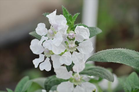 Photos von Blumenvarianten benutzt als: Topf Cuphea ilavea Trend Blush White