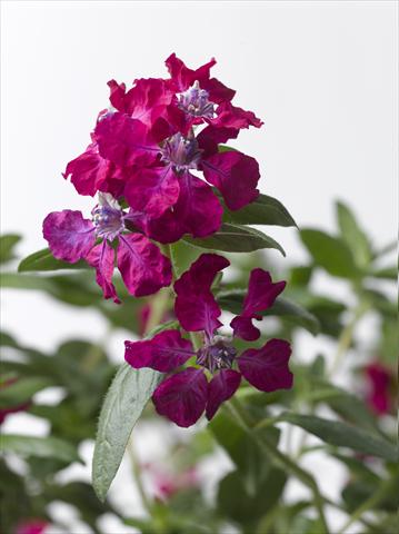 Photos von Blumenvarianten benutzt als: Topf Cuphea ilavea Trend Bordeaux