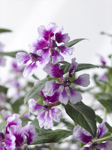 Photos von Blumenvarianten benutzt als: Topf Cuphea ilavea Trend Lavender