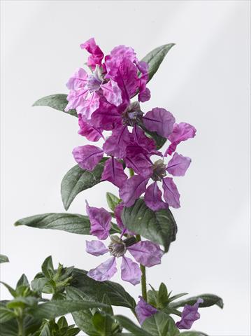 Photos von Blumenvarianten benutzt als: Topf Cuphea ilavea Trend Purple