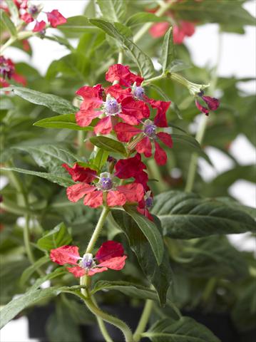 Photos von Blumenvarianten benutzt als: Topf Cuphea ilavea Trend Red