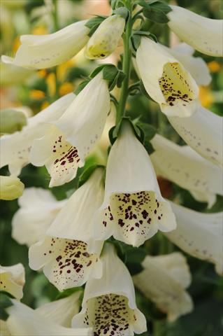 Photos von Blumenvarianten benutzt als: Beet- / Rabattenpflanze Digitalis purpurea Dalmatian Cream