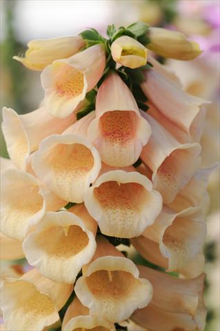 Photos von Blumenvarianten benutzt als: Beet- / Rabattenpflanze Digitalis purpurea Dalmatian Peach