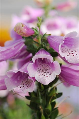 Photos von Blumenvarianten benutzt als: Beet- / Rabattenpflanze Digitalis purpurea Dalmatian Rose