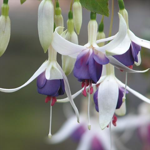Photos von Blumenvarianten benutzt als: Topf Fuchsia Delta