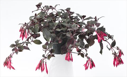 Photos von Blumenvarianten benutzt als: Topf Fuchsia Eruption