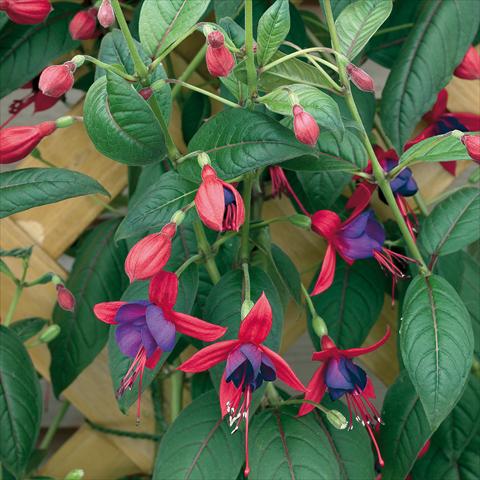 Photos von Blumenvarianten benutzt als: Topf Fuchsia Lady Boothby