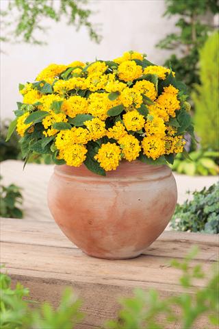 Photos von Blumenvarianten benutzt als: Topf, Beet, Terrasse Lantana camara Evita® Compact Yellow