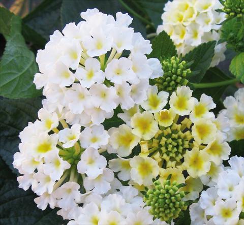 Photos von Blumenvarianten benutzt als: Topf, Beet, Terrasse Lantana camara Evita® White
