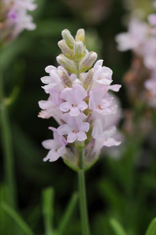 Photos von Blumenvarianten benutzt als: Topf und Beet Lavandula angustifolia Ellagance Pink