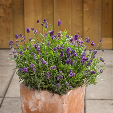 Photos von Blumenvarianten benutzt als: Topf und Beet Lavandula angustifolia Mini Blue