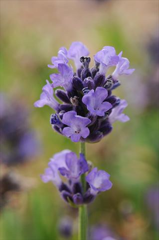 Photos von Blumenvarianten benutzt als: Topf und Beet Lavandula angustifolia Lavender Mini Blue