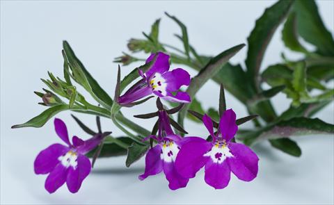 Photos von Blumenvarianten benutzt als: Topf, Beet, Terrasse, Ampel Lobelia California® Purple