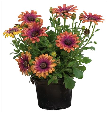 Photos von Blumenvarianten benutzt als: Topf und Beet Osteospermum Astra® Outback