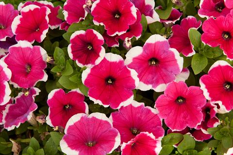 Photos von Blumenvarianten benutzt als: Topf, Beet, Terrasse, Ampel Petunia Happy® Bicolor Hot Pink