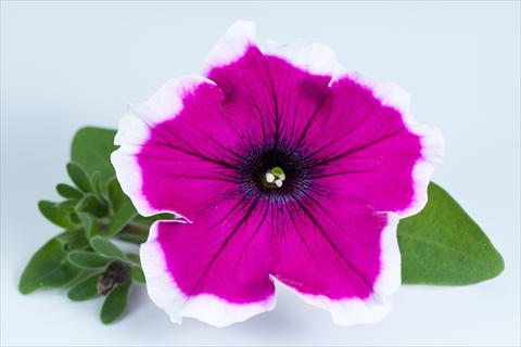 Photos von Blumenvarianten benutzt als: Topf, Beet, Terrasse, Ampel Petunia Happy® Bicolor Sofia
