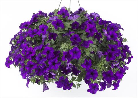Photos von Blumenvarianten benutzt als: Topf, Beet, Terrasse, Ampel Petunia Happy® Blue