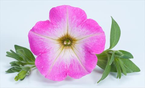 Photos von Blumenvarianten benutzt als: Topf, Beet, Terrasse, Ampel Petunia Happy® Candy Gum