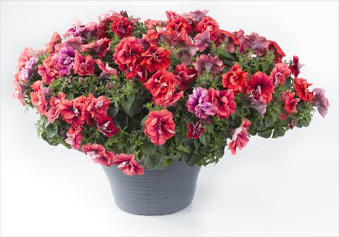 Photos von Blumenvarianten benutzt als: Topf, Beet, Terrasse, Ampel Petunia Happy® Double Orange