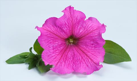 Photos von Blumenvarianten benutzt als: Topf, Beet, Terrasse, Ampel Petunia Happy® Giant Hot Pink