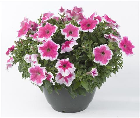 Photos von Blumenvarianten benutzt als: Topf, Beet, Terrasse, Ampel Petunia Happy® Giant Pink Picotee