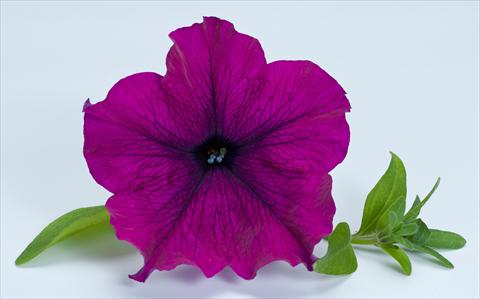 Photos von Blumenvarianten benutzt als: Topf, Beet, Terrasse, Ampel Petunia Happy® Giant Purple