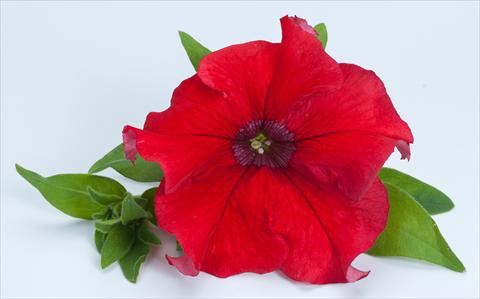 Photos von Blumenvarianten benutzt als: Topf, Beet, Terrasse, Ampel Petunia Happy® Giant Red